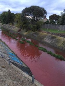 Blood red substance floods embattled Stony Creek