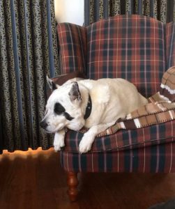 Warning after tiger snake bites dog in Altona Meadows