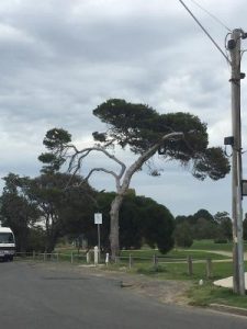 Petition saves Aleppo tree