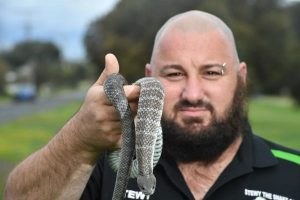 Snake sightings tipped to rise