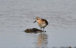 Migratory bird celebration