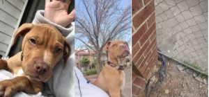 Plea for staffy puppy stolen from Maidstone