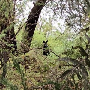 Rare wallaby sighting in Newport