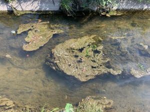 Dead fish in Stony Creek