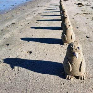 Penguins pop up at Altona beach