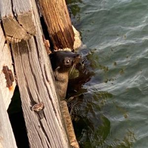 Seal of approval for Altona