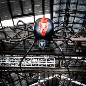 Spider descends on Williamstown