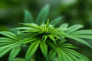 Cannabis gets the green light