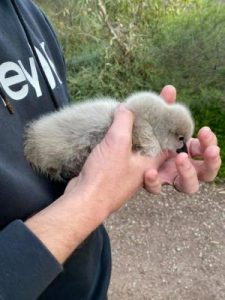 Cygnet death prompts warning