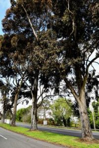 Trees a crowd as Hobsons Bay goes green