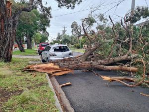 Wild winds wreak havoc