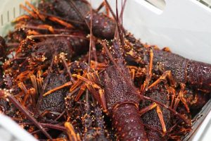 Rock lobster tagging program goes digital