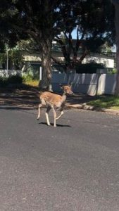 Deer’s West Footscray frolic