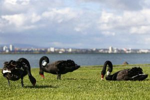 Hobsons Bay council animates how wader birds migrate to the area