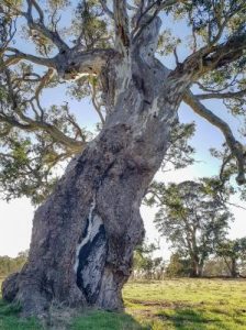 Help plant more trees across Hobsons Bay