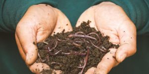 Hobsons Bay Compost Revolution program expanded