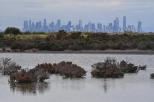 Grassy Alert Walk & Talk