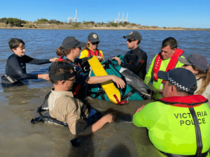 Dolphin rescued in Williamstown