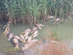 Hobson Bay council responds to Cherry Lake pollution, pushes for harsh penalties