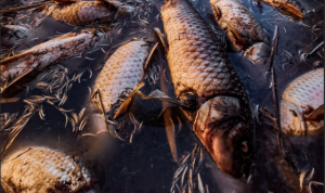 Significant pollution incident in Cherry lake