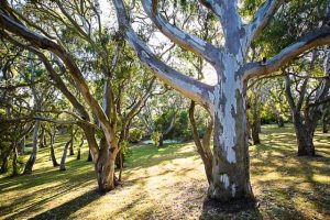 Making the west greener