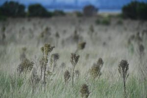 The fight to save an endangered piece of Hobsons Bay grassland