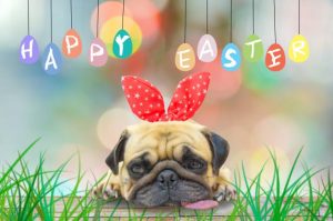 Make sure dogs ruff-use chocolate