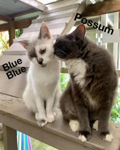 Funding boost for Victorian pet health