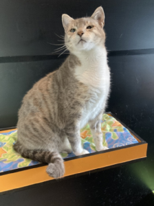 RSPCA lowers cat adoption fee to encourage potential feline owners