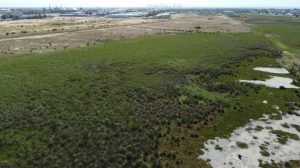 Altona grassland saved