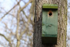 Empty nests on the way for local fauna