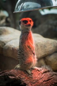 Un’brr’lievably warm start to winter at Zoo