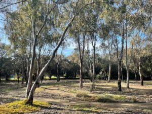 Continuing tale of forest art