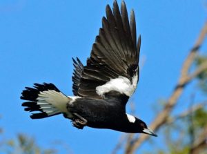 Warning issued for swooping season
