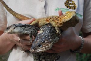 Warning to not ‘buy in’ to illegal wildlife trade