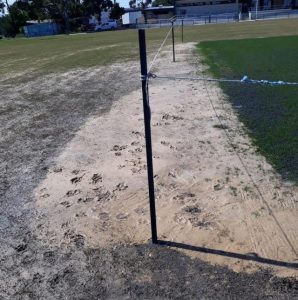 Spotswood dog owners advised to stay clear of cricket pitch