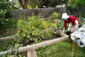 EPA advises to clean or dispose of flood-affected produce