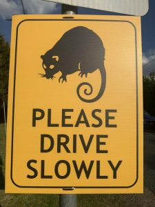 Wildlife Victoria asks motorists to slow down on the roads this holiday period