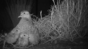 Precious chicks a boon for fighting extinction