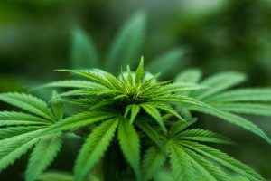Residents back cannabis plan