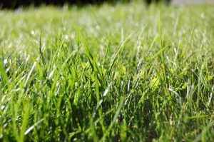 Western Lawn works slated to begin