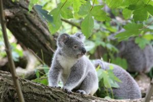 Sponsor a koala