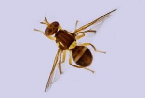 Queensland fruit fly warning