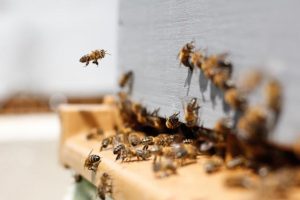 Victorian beekeepers can apply to move hives from NSW
