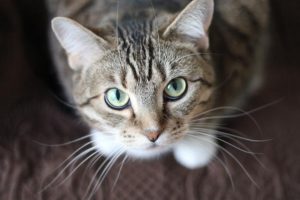 RSPCA guide for keeping cats happy at home
