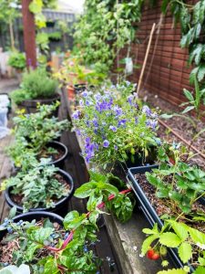Footscray’s premier produce on display