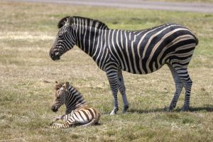 Eye-catching brown and white arrival for Werribee’s Savannah