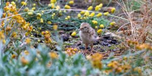 Tiny golden chick has a big future