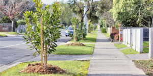 Trees to be relocated in Hobsons Bay