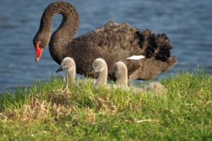 Swans face tragic end